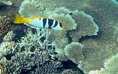 IMG_1358rf_Maldives_Madoogali_House reef_Merou selle_Plectropomus laevis